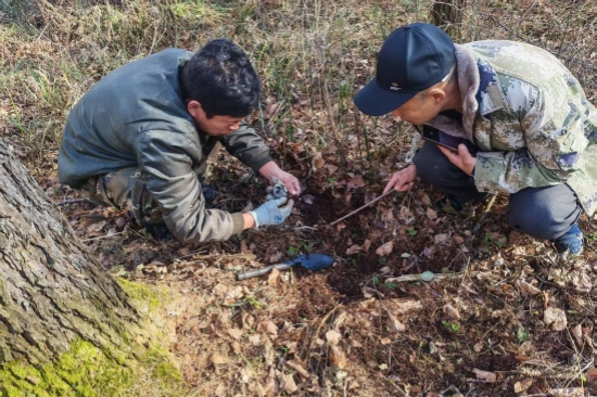 泉林公司全面開展越冬前蟲情調(diào)查工作（3）.jpg